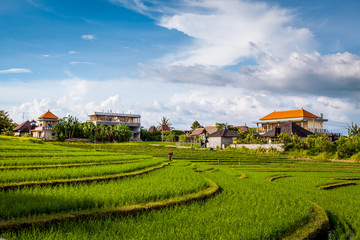 Fototapeta na wymiar Rice terraces in Bali