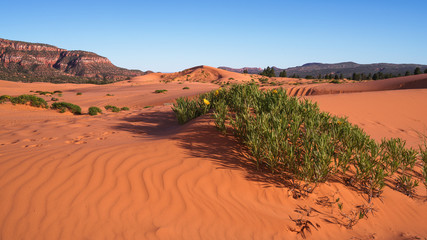 Coral Pink Sand Dunes
