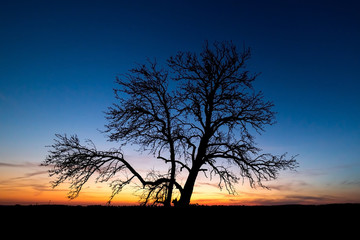 Fototapeta na wymiar Tree outlines the background of the setting sun