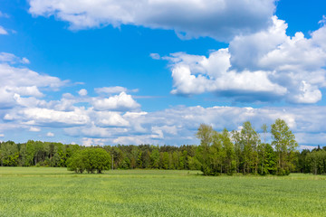 Landscape with trees and a blue cloudy sky
