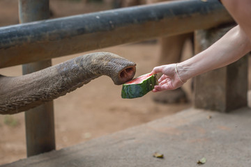 Elephants are grabbing food such as pumpkin from people's hand.