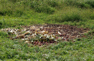 Food for wild boar © ludovikus