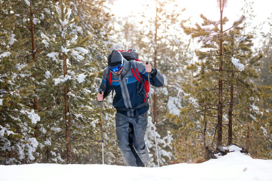 Hiker in winter mountains. Man with backpack trekking in forest. Winter hiking