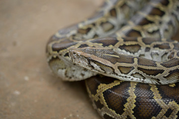 The beautiful brown gray color Southeast Asia python in the nature , eye focus.