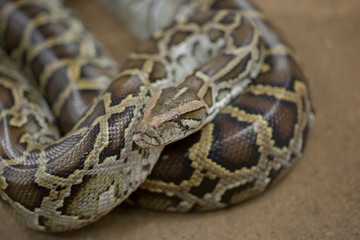Fototapeta premium The beautiful brown gray color Southeast Asia python in the nature , eye focus.