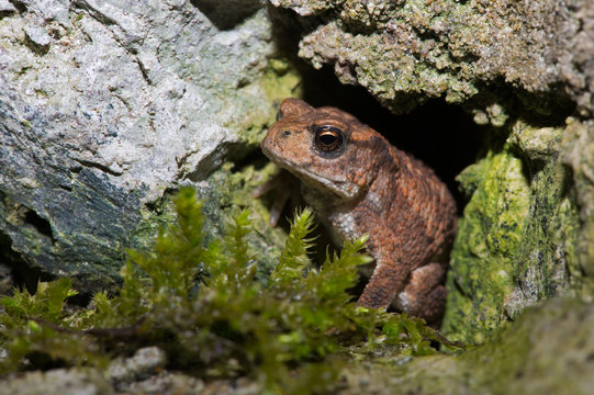 Common Toad (Bufo bufo)/Tiny Juvenile Toad hidden in the crevice of a stone wall