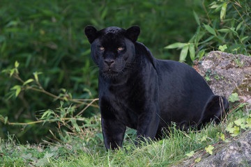 Naklejka na ściany i meble Jaguar (Panthera onca)/Black Jaguar deep in a forest