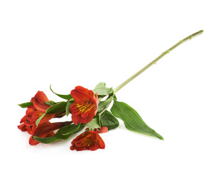 Red Alstroemeria flower isolated