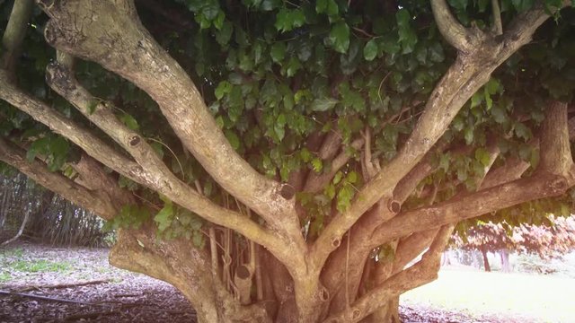 Mature Ficus Tree in Sri Lankan Garden. 4k footage