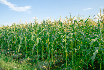 Corn field in the sunny day and light blue sky.