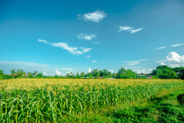 Fototapeta na wymiar Corn field in the sunny day and light blue sky.