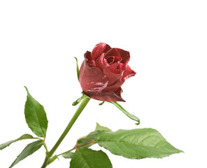 Red rose flower isolated