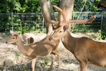 Rucervus eldii thamin. burmese brow-antlered deer in zoo thailand