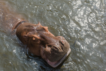 Aggressive Hippopotamus (Hippopotamus amphibius) in water