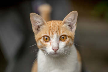 The cute brown and white hair cat is looking to the photograher , cat portrait with dark background.