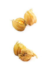 Two physalis fruits with husk