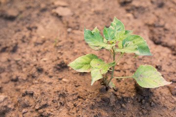 Chili tree planted on the soil. Young chili pepper plant