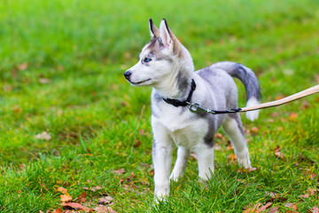 Naklejka na ściany i meble Leashed Husky dog stands in grass