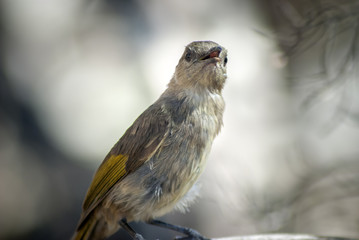 Crescent Honeyeater (Phylidonyris Pyrrhopterus) Venus Bay, Victoria, Australia