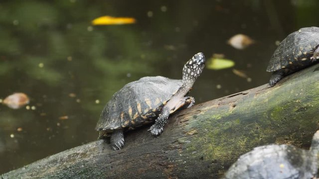 Black Pond Turtles on a Log. UltraHD 4k footage