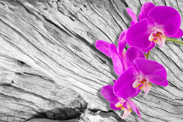  orchidée sur bois de vieille souche 