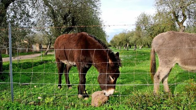 Two donkeys in a green field in springtime