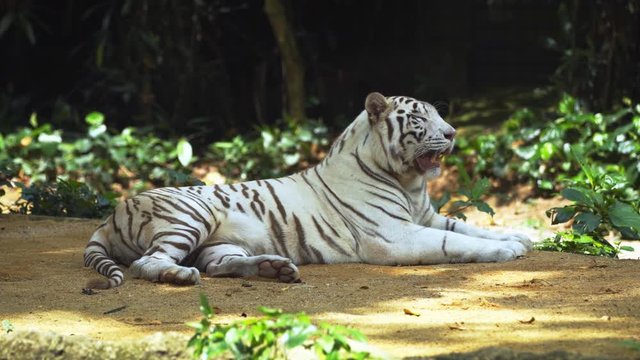 White Tiger Panting in the Shade. 4k Ultra HD video