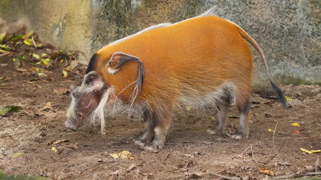 Colorful Red River Hog. 4k Ultra HD video