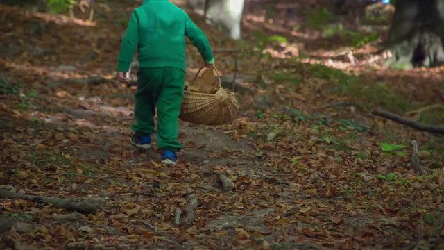 A small boy is carrying a wooden basket with leaves from the trees and he is walking uphill in a forest.
