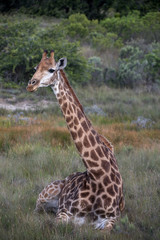 Giraffe sitting in grass, profile