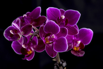 Orchid on black background