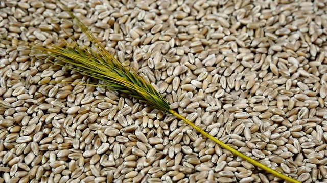 Slow motion grain spikelet fall on wheat close-up. Eco-friendly foods for healthy eating.