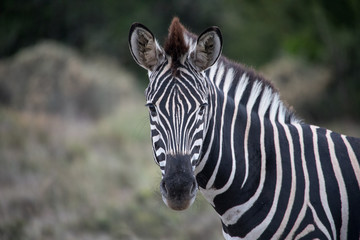 Zebra facing camera