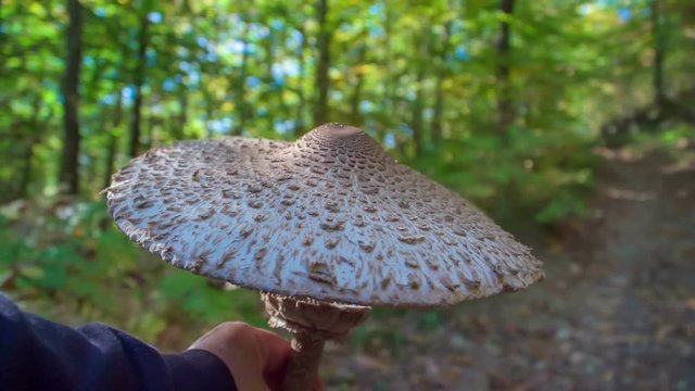 We can see a beautiful big mushroom in the forest. The forest is green and gorgeous in this time of the year and the sun is breking through leavs and branches.