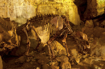 Skelett eines Höhlenbäres