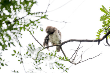 Spotted owl