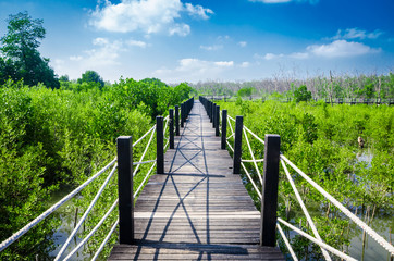bridge between of mangrove.