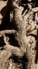 Fototapeta na wymiar Abstrakte Abbildung eines Baumstamms auf einem Felsen