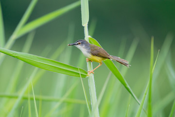 Yellow-bellied Prinia bird