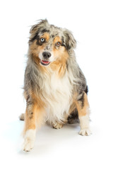 Australian shepherd blue merle is sitting