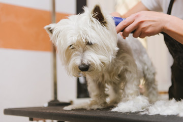 Grooming dog of West Highland White Terrier