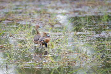 Lesser Whistling Duck