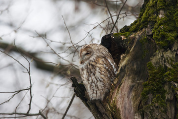 Tawny owl sitting in hollow in old cracked tree. Cute night raptor. Bird in wildlife.