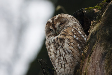 Tawny owl sitting in hollow in old cracked tree. Cute night raptor. Bird in wildlife.