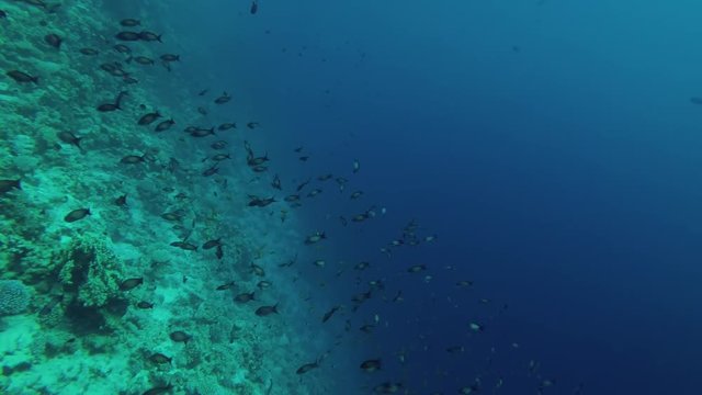 Scool of male sea goldie (Pseudanthias squamipinnis) swims near coral reef, Blue Hole, Red sea, Dahab, Sinai Peninsula, Egypt
