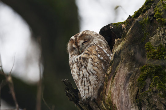 Tawny owl sitting in hollow in old cracked tree. Cute night raptor. Bird in wildlife.