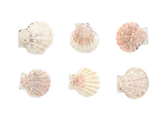 Sea shell isolated