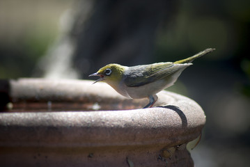 Silvereye (Zosterops Lateralis) on a birdbath in Summer on a hot day