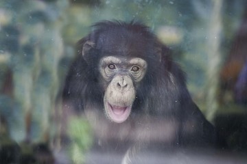 обезьяна шимпанзе взгляд