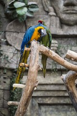 попугай ара пара